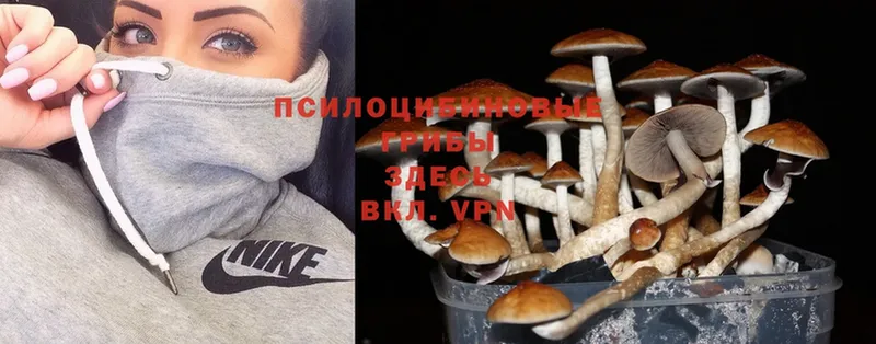 Галлюциногенные грибы Cubensis  Вологда 